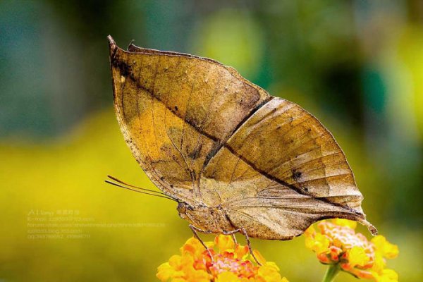 世界上最丑的蝴蝶：枯叶蝶