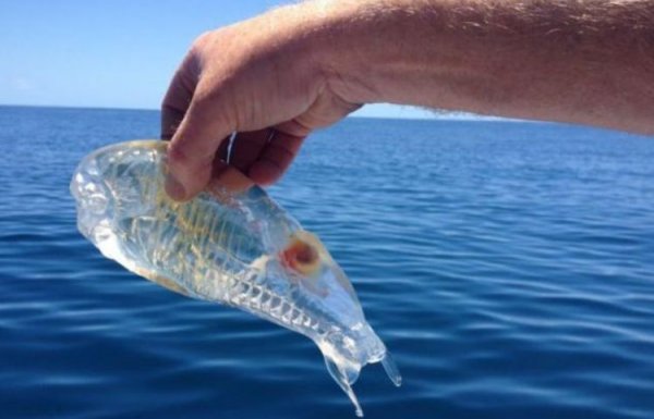 比海水还要清澈的鱼：樽海鞘全身透明
