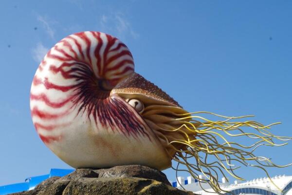 世界十大知名海螺品种