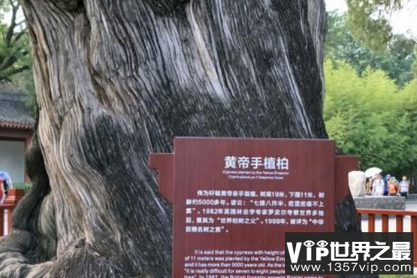 中国现存最古老的树：轩辕柏