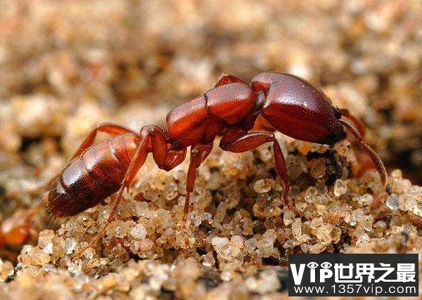世界上最大的食人蚁：非洲食人蚁所到之处尸骨无存