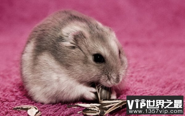 世界上最可爱的鼠类：仓鼠外形漂亮性格温和