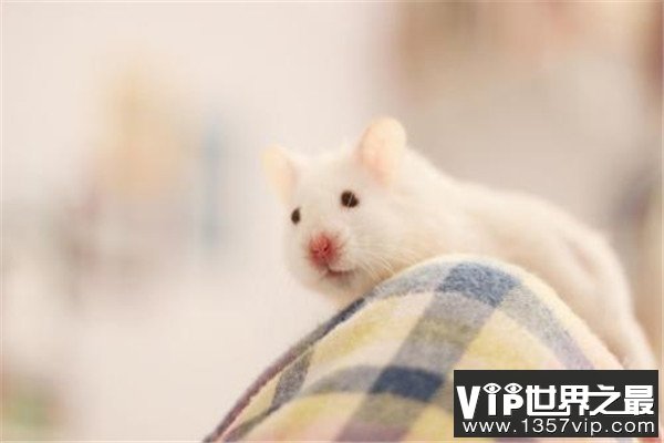 世界上最可爱的鼠类：仓鼠外形漂亮性格温和