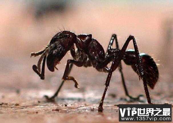 世界上咬人最痛的蚂蚁,子弹蚁