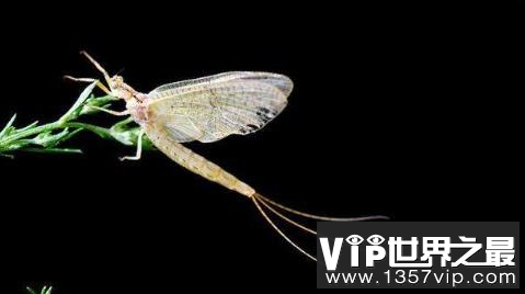 世界上活得最短的生物——蜉蝣