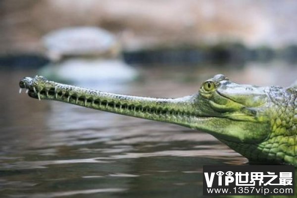 世界体型最大的鳄鱼之一：恒河鳄嘴巴又细又长