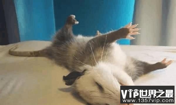 世界上最会装死的动物：负鼠遇到危险就装死