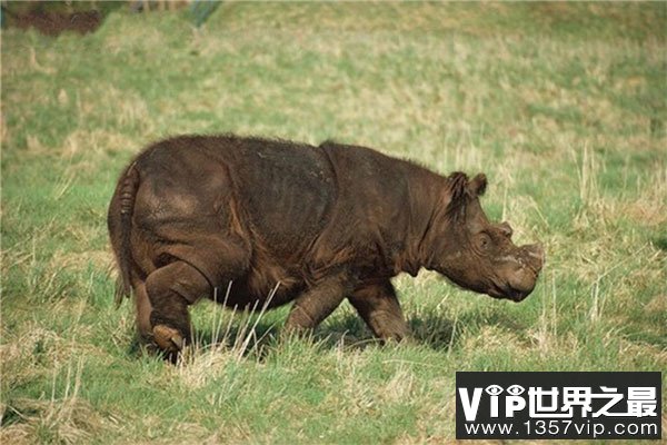 世界上最小的犀牛，苏门犀