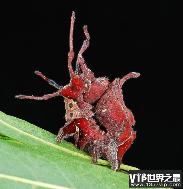世界上十种最罕见动物