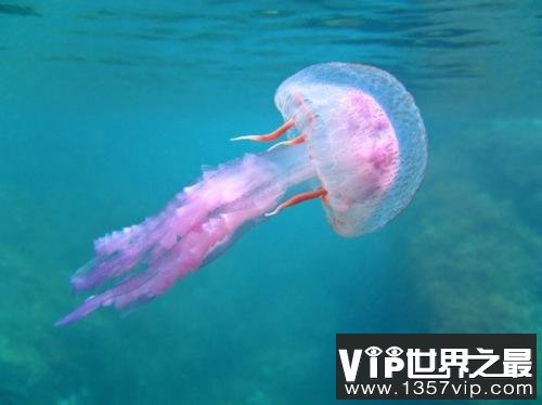 10大不需要大脑的奇特动物