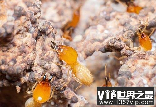 世界五大害虫之一：白蚁被