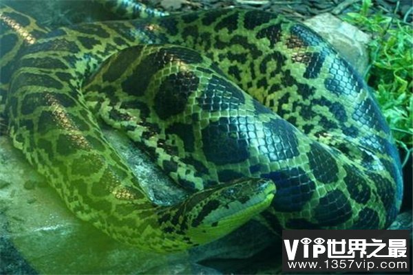 热带雨林十大恐怖生物