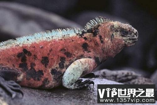唯一能适应海洋生活的鬣蜥：海蜥蜴是哥斯拉的原型(www.5300tv.com)