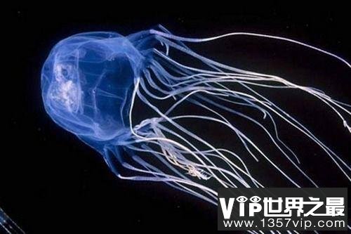 世界上四种最致命的有毒动物