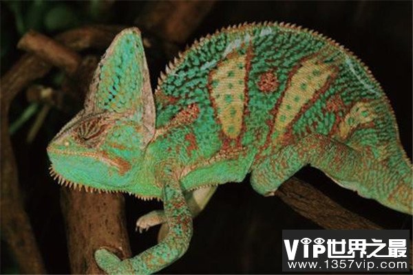 世界上最容易繁殖的变色龙：高冠变色龙6个月就可成年