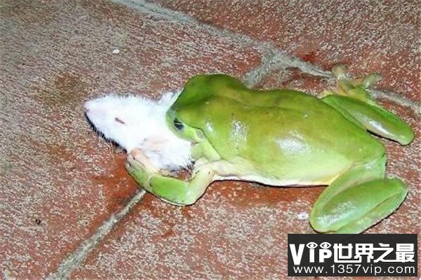 世界上最凶猛的青蛙：连毒蛇都在烟蛙菜单之列