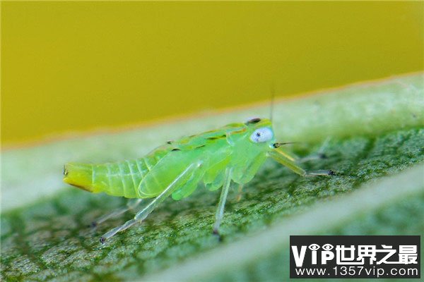 世界上繁殖最快的昆虫：蚜虫一年可繁殖30代