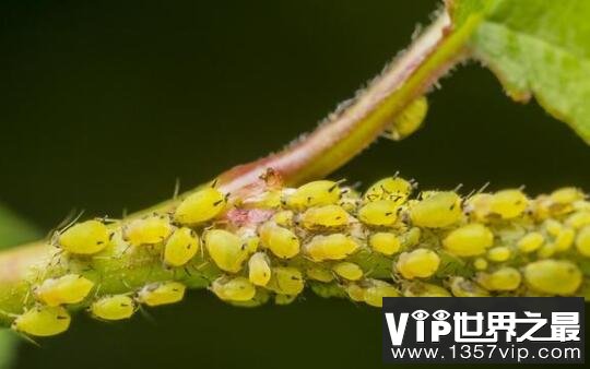 世界上繁殖最快的昆虫：蚜虫一年可繁殖30代