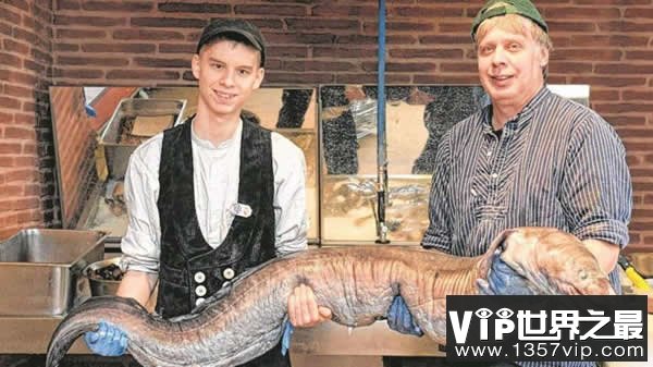 世界上最大的海鳗：长2.4米重达75公斤