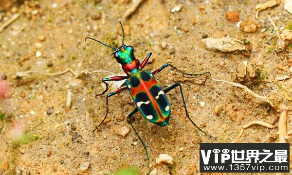 世界上跑的最快的昆虫：虎甲虫