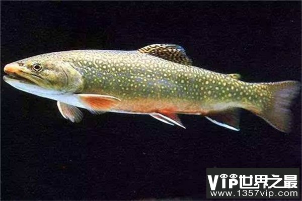 世界上最大的哲罗鱼：体长超过15米
