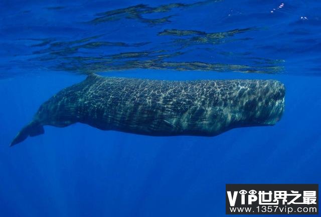 地球上10大最重的动物，蓝鲸荣获冠军