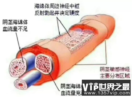 阴茎截面图