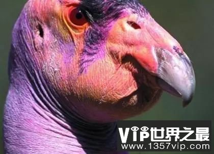 加州秃鹫