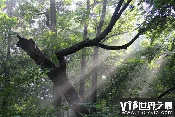 世界上最古老的原始森林：克拉阔克松德生态圈