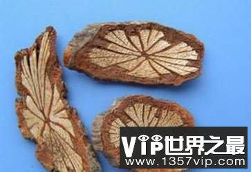 雷公藤和丁公藤有啥区别