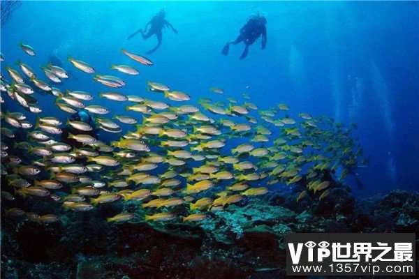世界上最透明的海：透明度达66米，可看到水生物