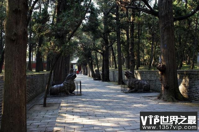 世界上最大的家族墓地：曲阜孔林占地3000多亩