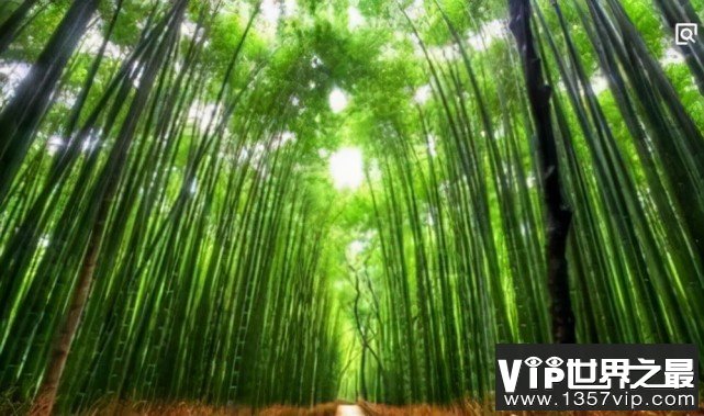 全球十大最美的树隧道：仿佛置身于仙境