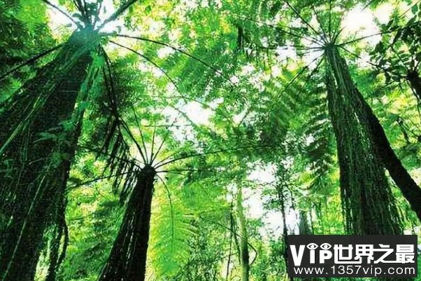世界三大热带雨林：生物种类繁多，三足鼎立