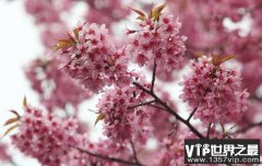 世界十大耐旱树木：胡杨第三，冬樱花排首位