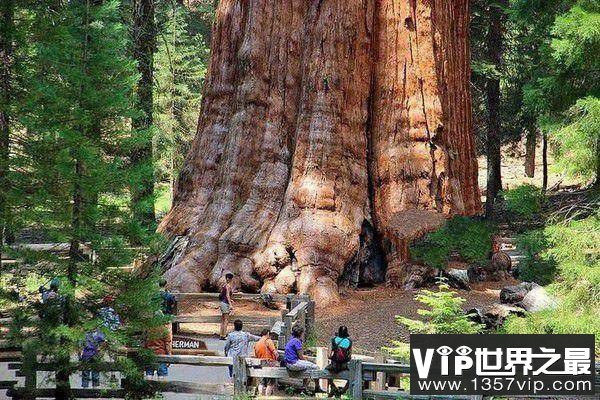 世界上最大最老的树，雪曼将军树有3200年的树龄