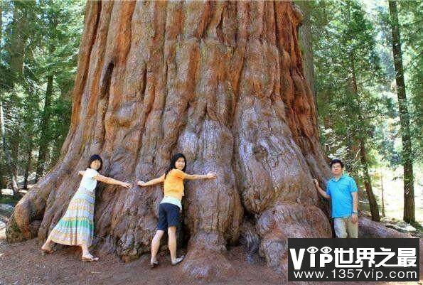 世界上最大最老的树，雪曼将军树有3200年的树龄