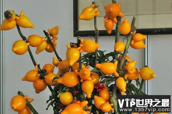 常见的十大室内观果植物：火棘、乳茄均榜上有名