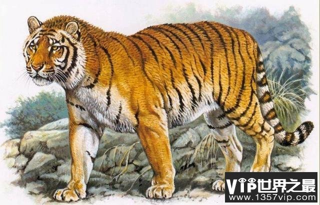 20世纪中国十大灭绝动物：新疆虎、台湾云豹双双上榜