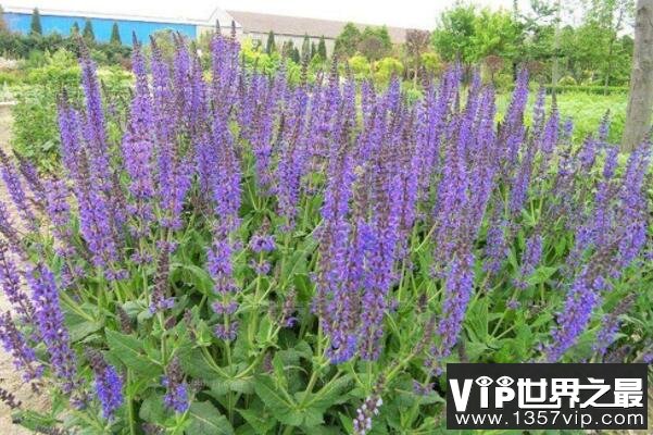 紫色花有哪些品种？10种好看的紫色小花