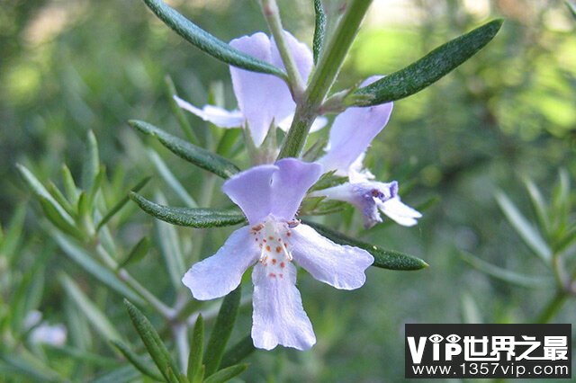 世界十大著名香料植物：迷迭香、薰衣草位列前两名