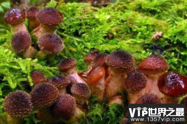世界最大的生物：蜜环菌占地约37公顷