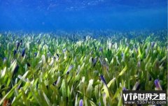 盘点全球最大的植物：年龄超4500岁，面积达180平方公里