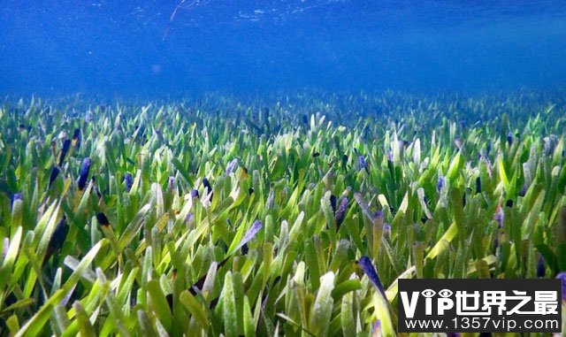 世界最大植物：藏身海底总长180公里