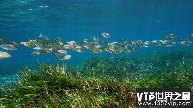 世界最大植物：藏身海底总长180公里