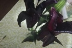 象征黑暗的花有哪些？世界上花语最黑暗的六种花