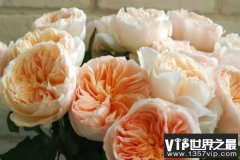 世界上最贵的花是什么花：朱丽叶玫瑰卖出2695万元天价