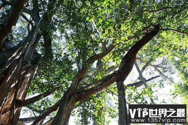 世界上最大的树冠：孟加拉榕树可容纳千余人乘凉