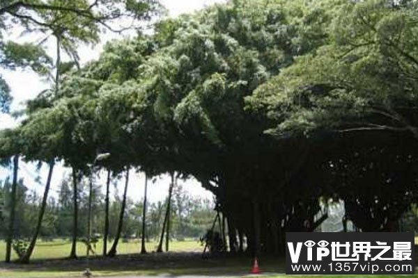 世界上最大的树冠：孟加拉榕树可容纳千余人乘凉