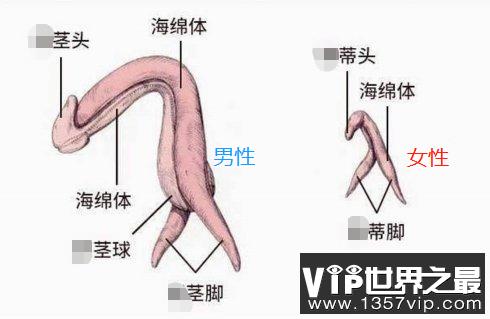 解剖图了